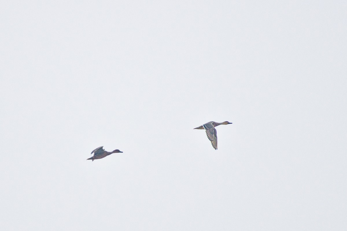 Northern Pintail - ML646615031