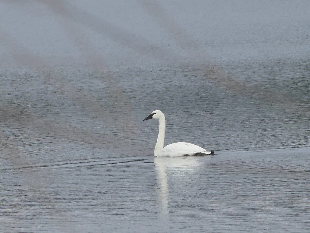 Hayvanlar - ML646615038