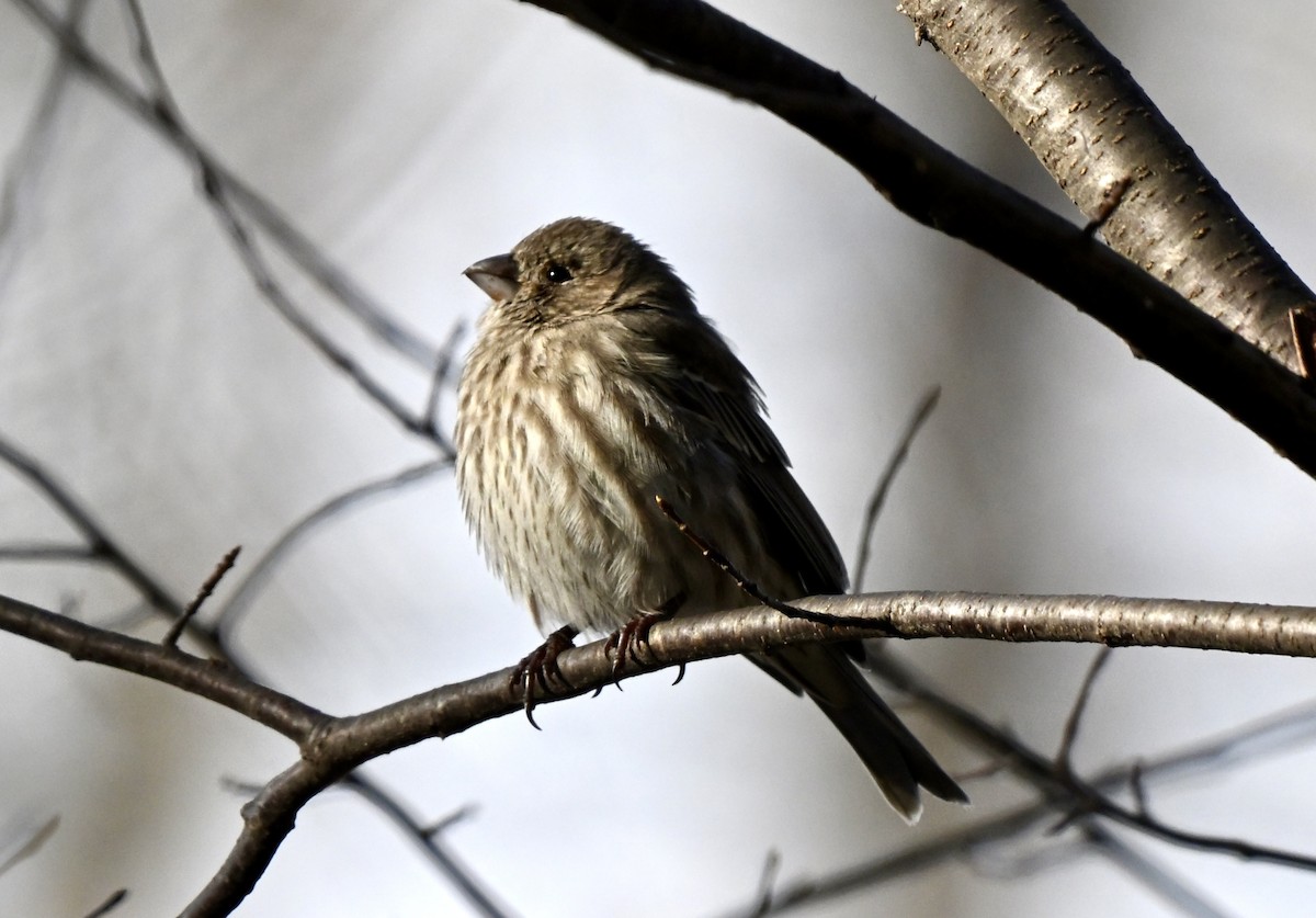 House Finch - ML646615039