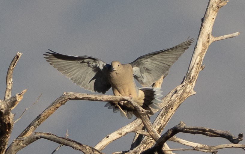 hrdlička karolínská - ML646615040