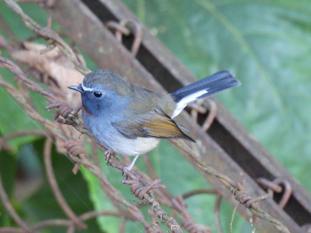 Rufous-gorgeted Flycatcher - ML646615041