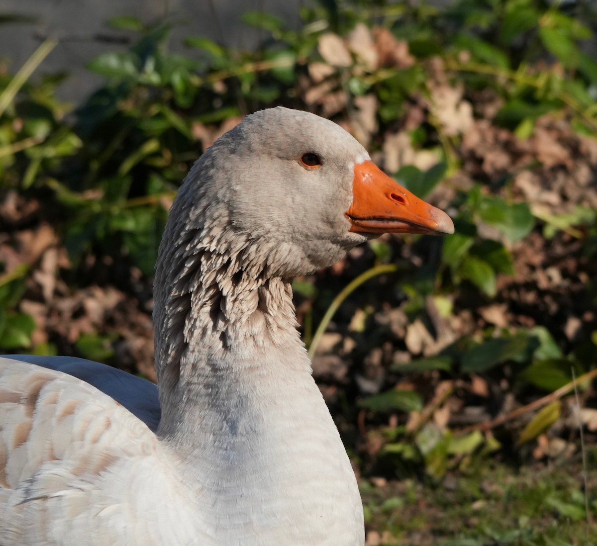 Graylag Goose (Domestic type) - ML646615042