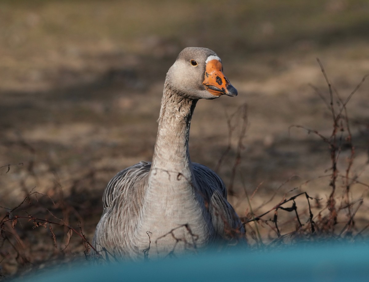 Graylag Goose (Domestic type) - ML646615043