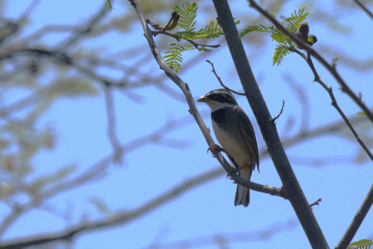 lomaspurv - ML646615044