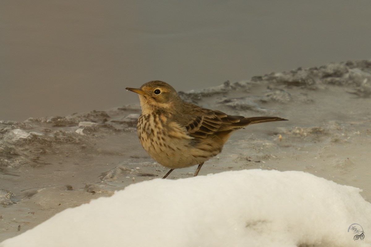 Txirta amerikarra - ML646615049