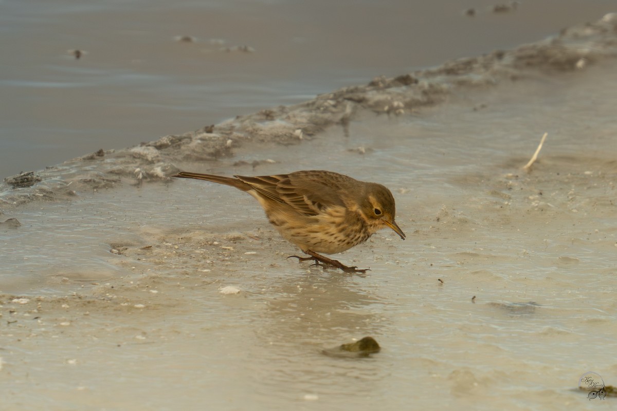 Txirta amerikarra - ML646615050