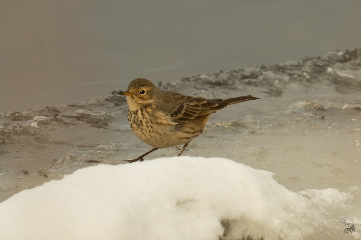 Txirta amerikarra - ML646615052