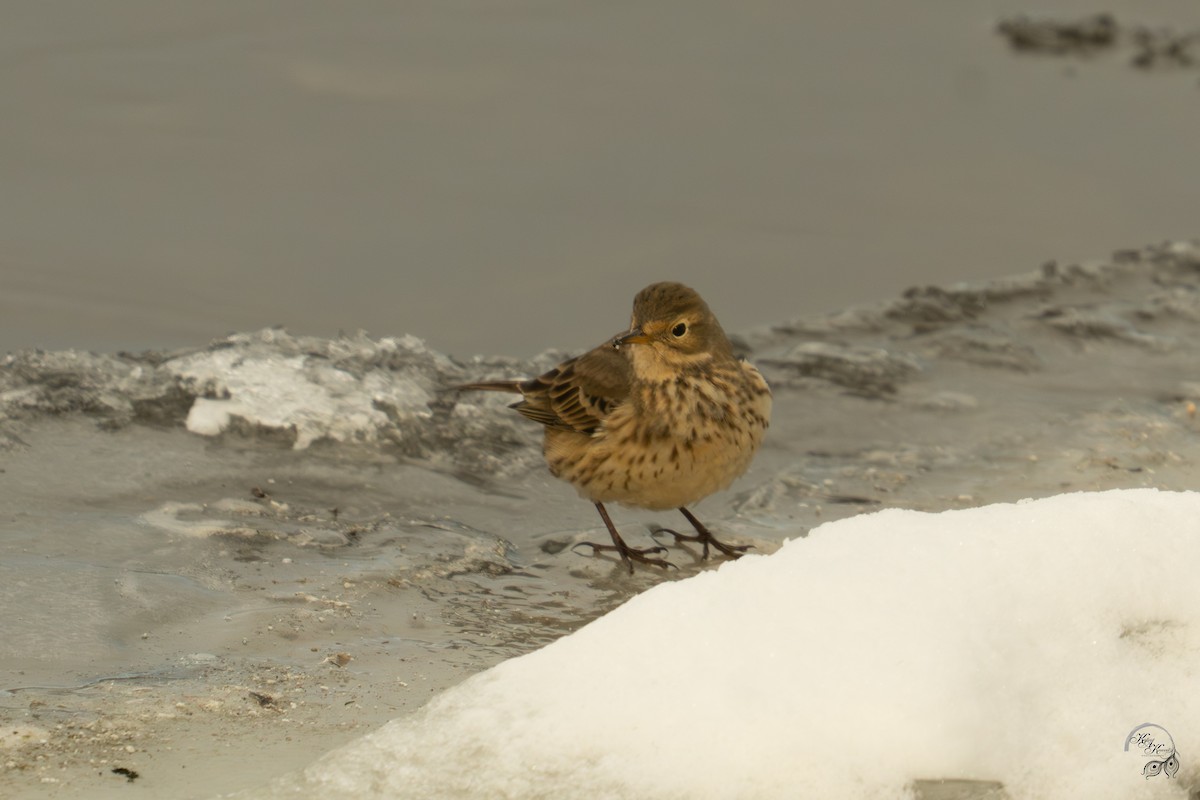 Txirta amerikarra - ML646615053