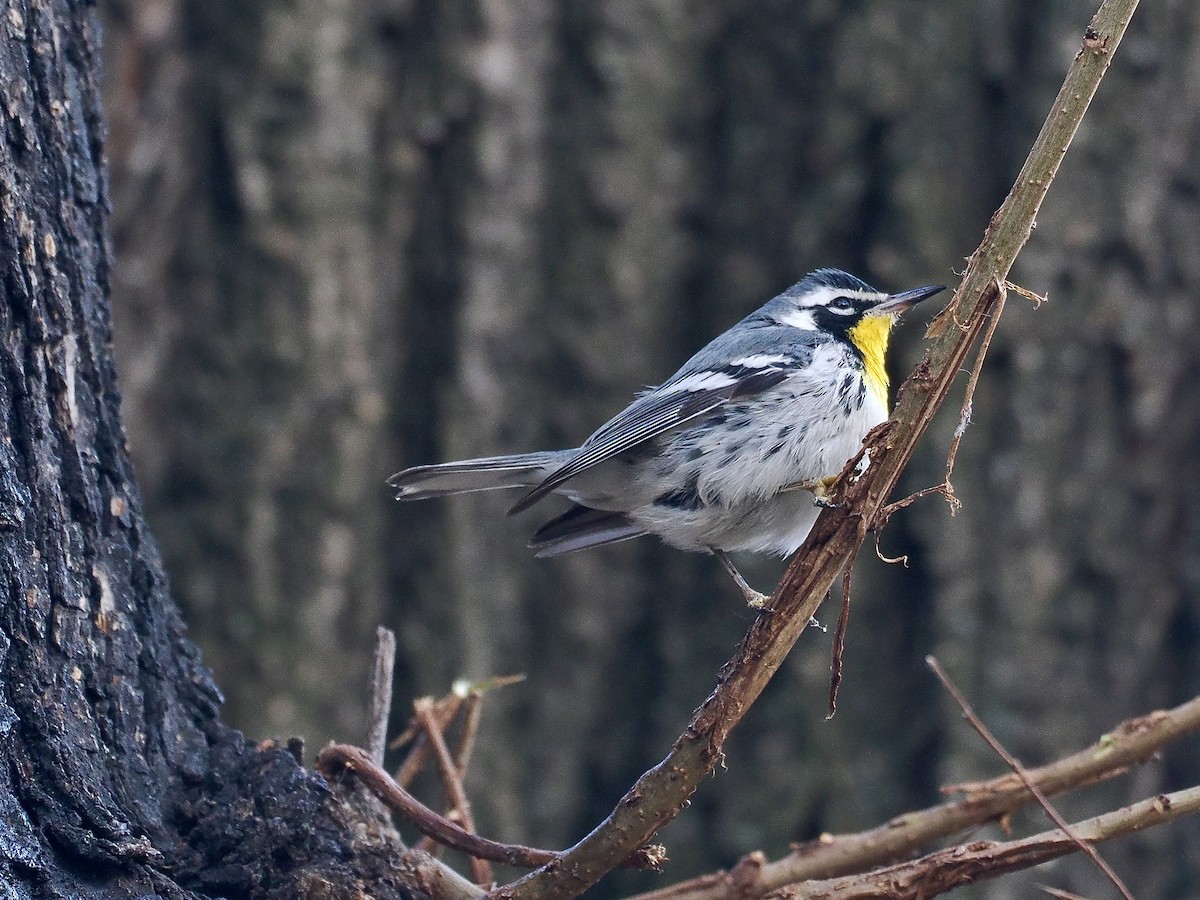 Paruline à gorge jaune (albilora) - ML646615054