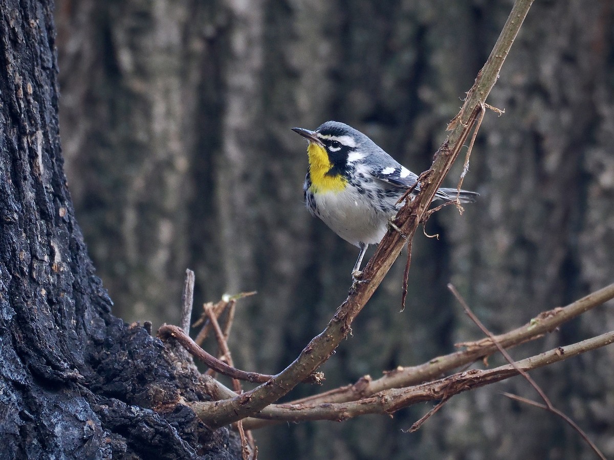 Paruline à gorge jaune (albilora) - ML646615055