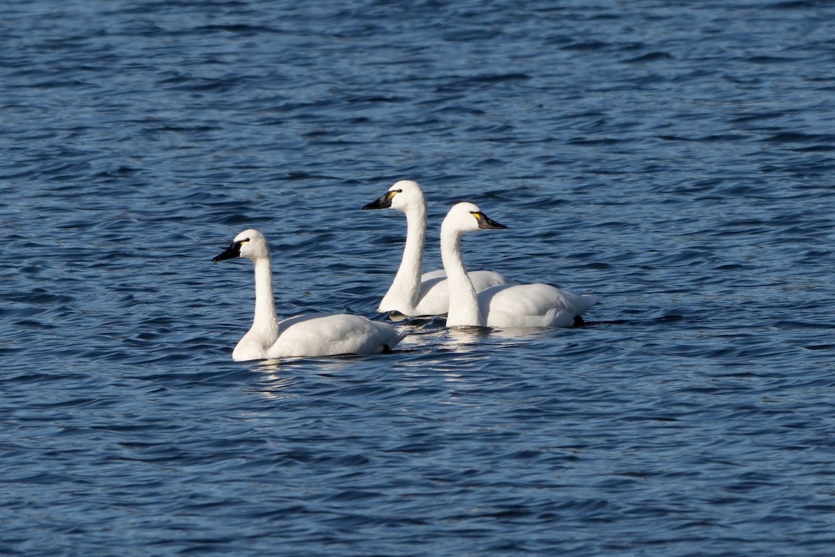 Tundra Swan - ML646615056