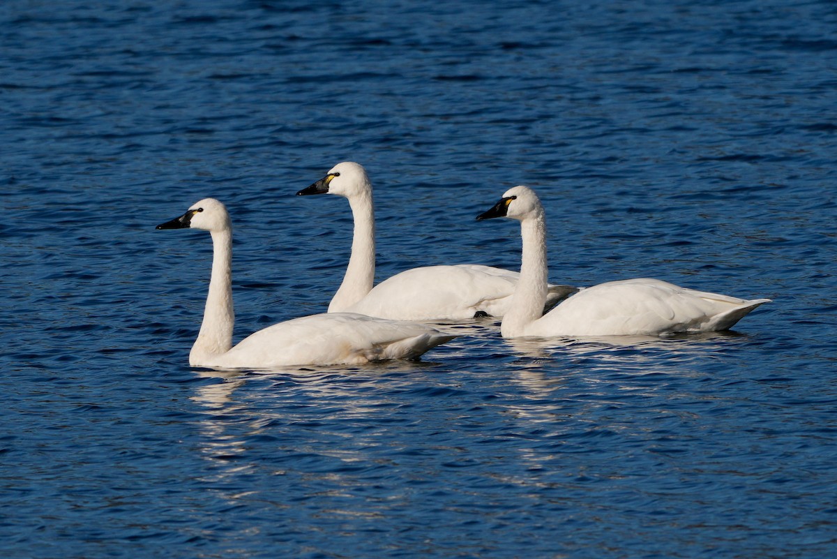 Tundra Swan - ML646615057