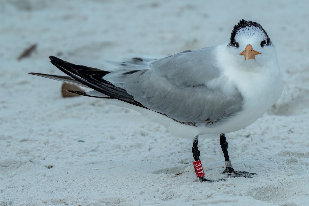 アメリカオオアジサシ - ML646615058