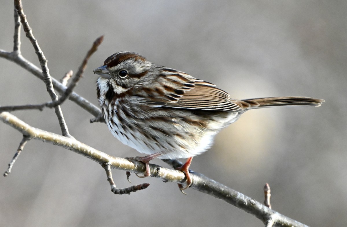 Song Sparrow - ML646615060