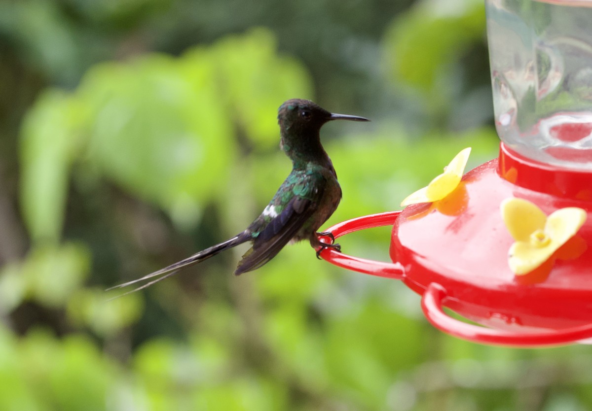 Зелёная шипохвостка - ML646615061