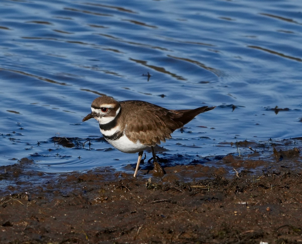 Killdeer - ML646615069