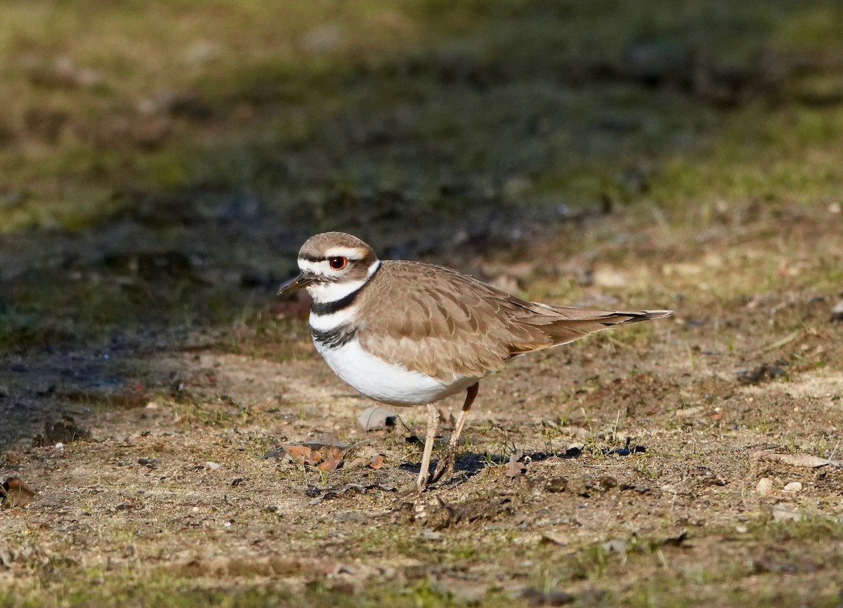 Killdeer - ML646615070