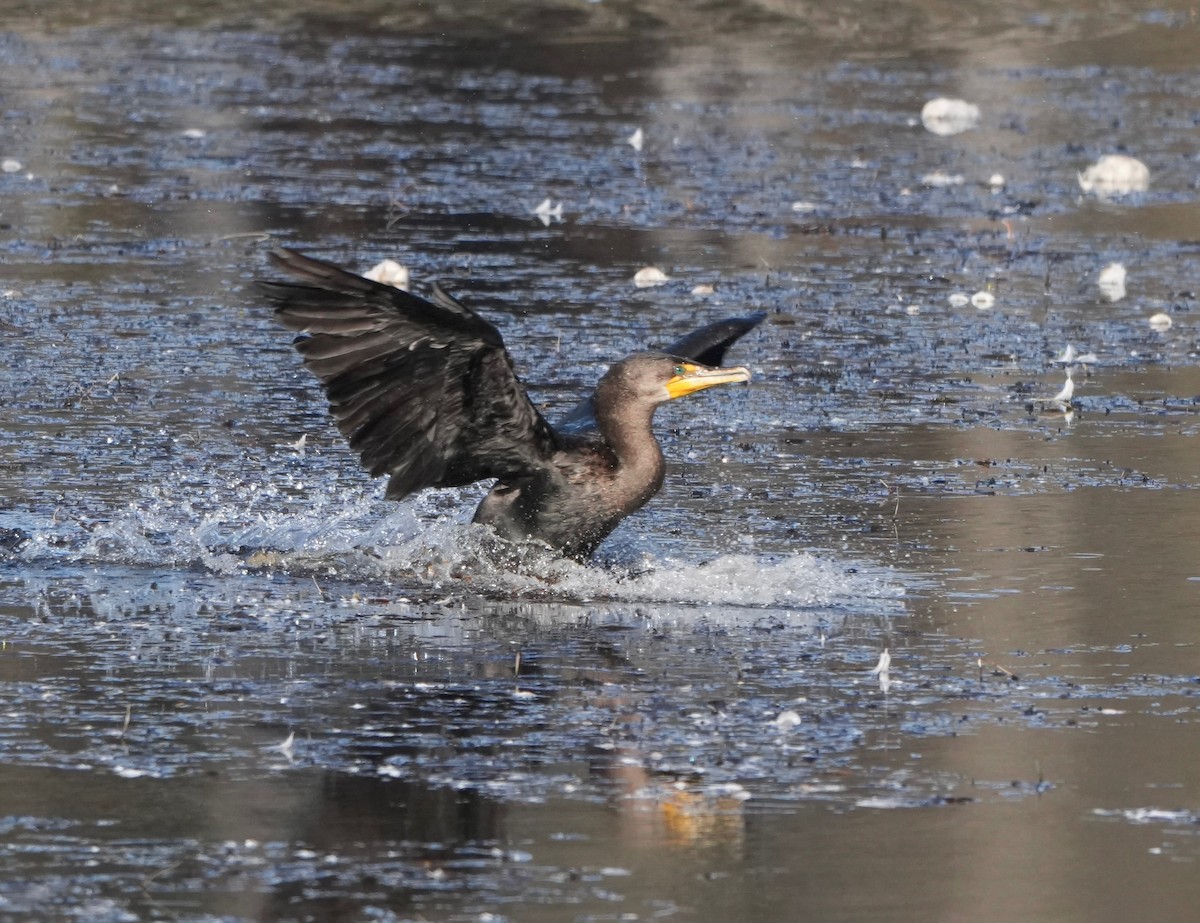 Double-crested Cormorant - ML646615071