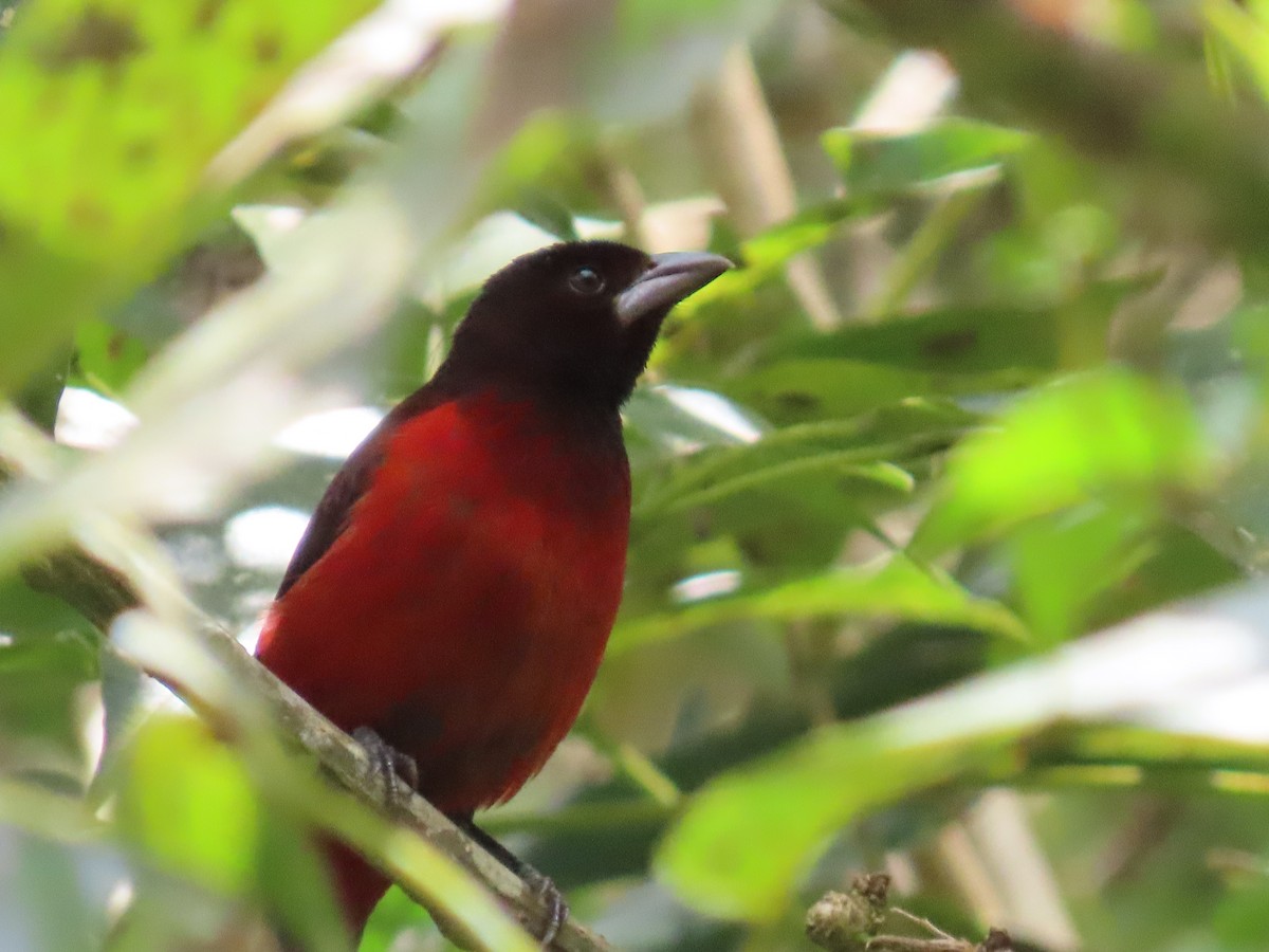 Crimson-backed Tanager - ML646615073