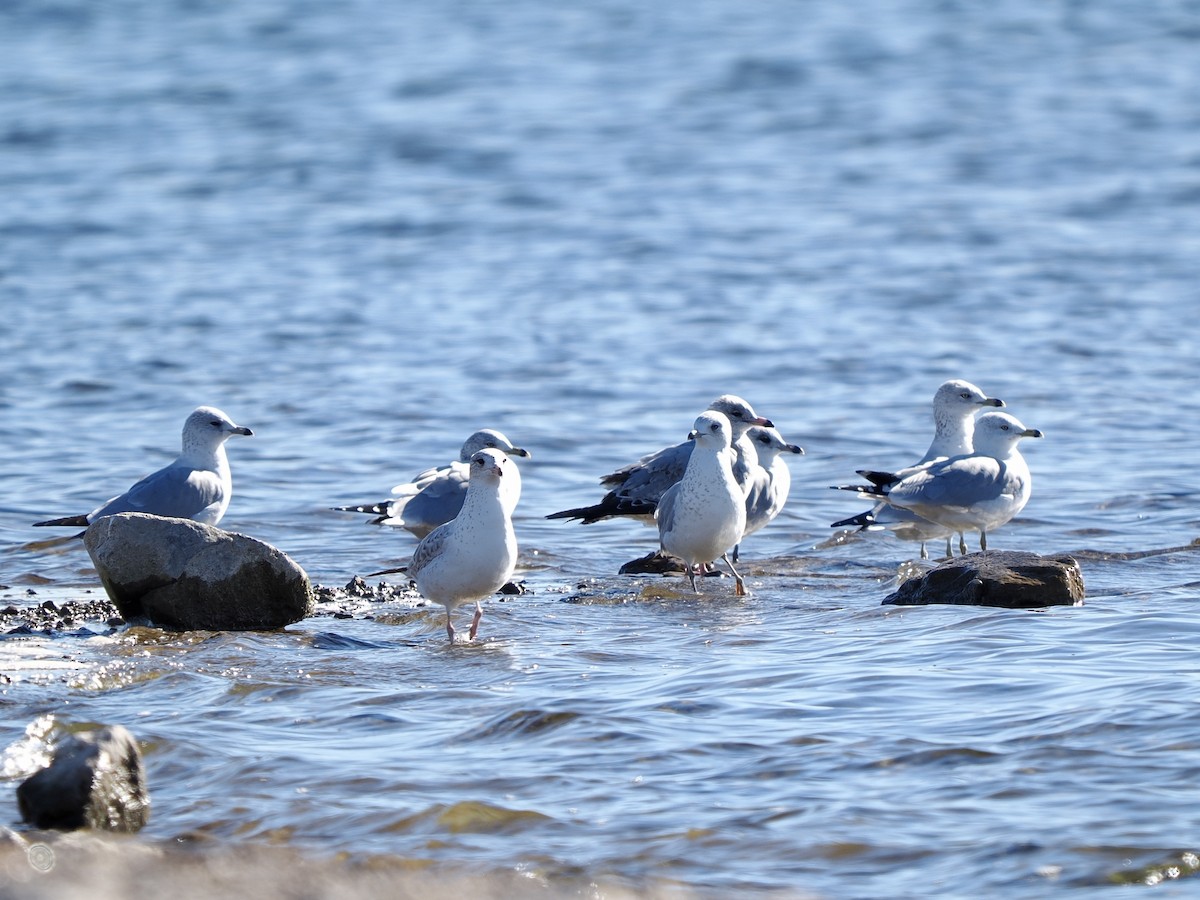 Ring-billed Gull - ML646615074