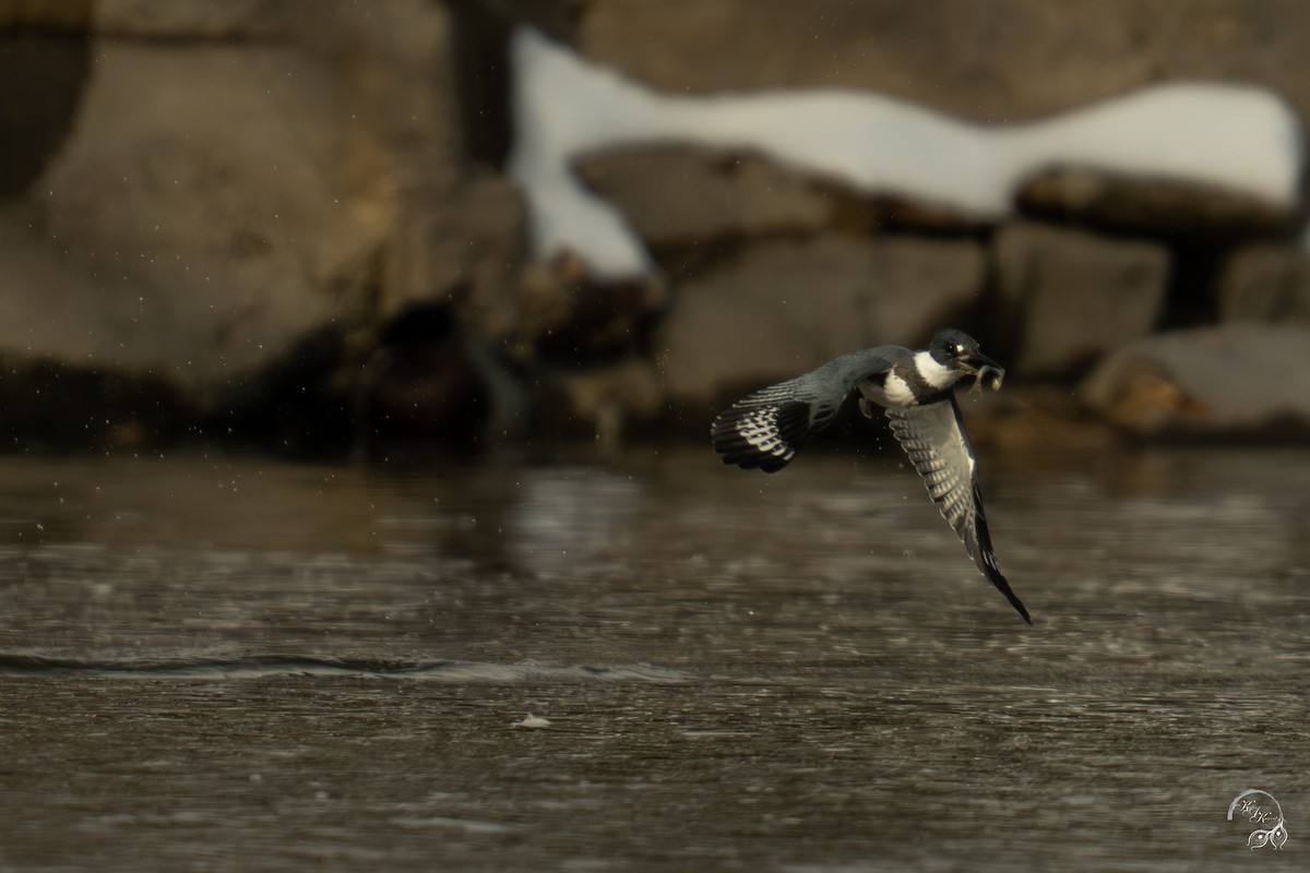 Martin handi iparramerikarra - ML646615075