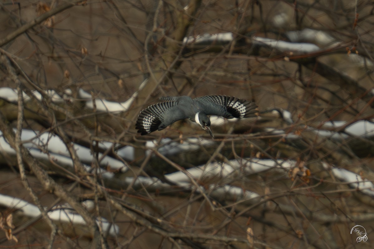 Martin handi iparramerikarra - ML646615076