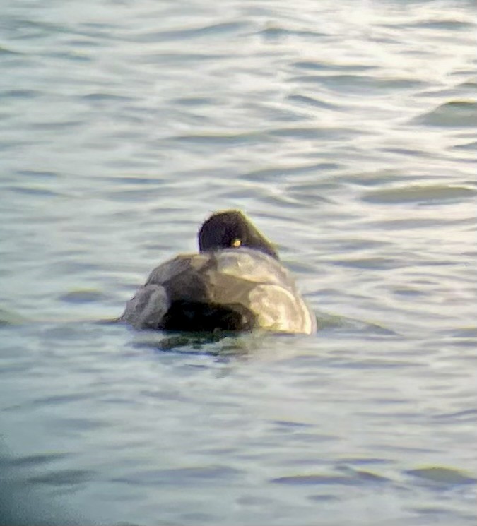 Lesser Scaup - ML646615080