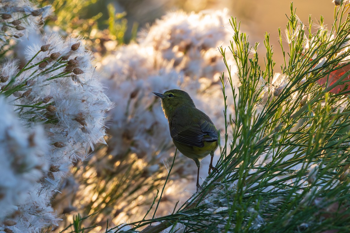 Orange-crowned Warbler - ML646615083