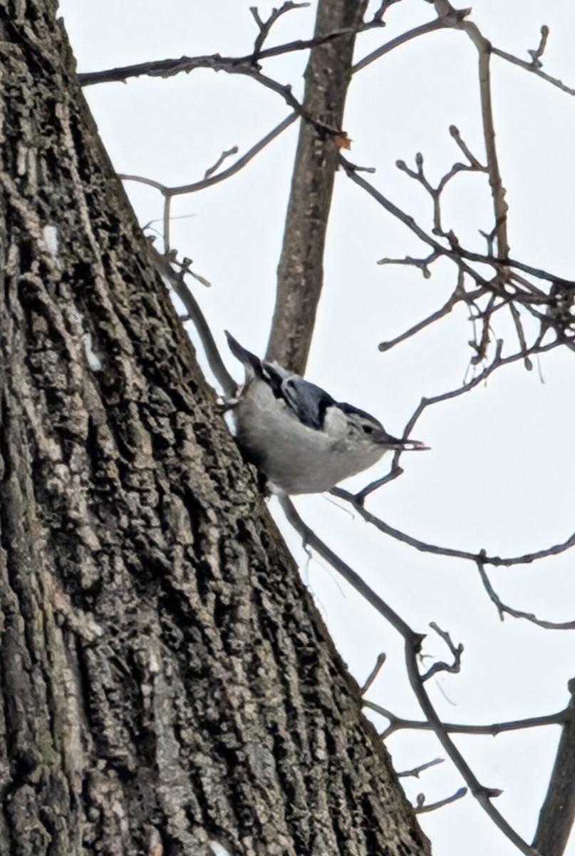 Weißbrustkleiber - ML646615084