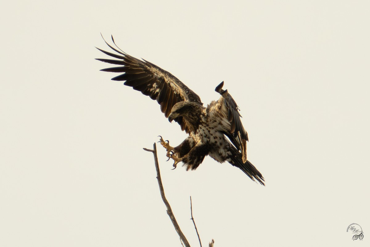 Itsas arrano buruzuria - ML646615086