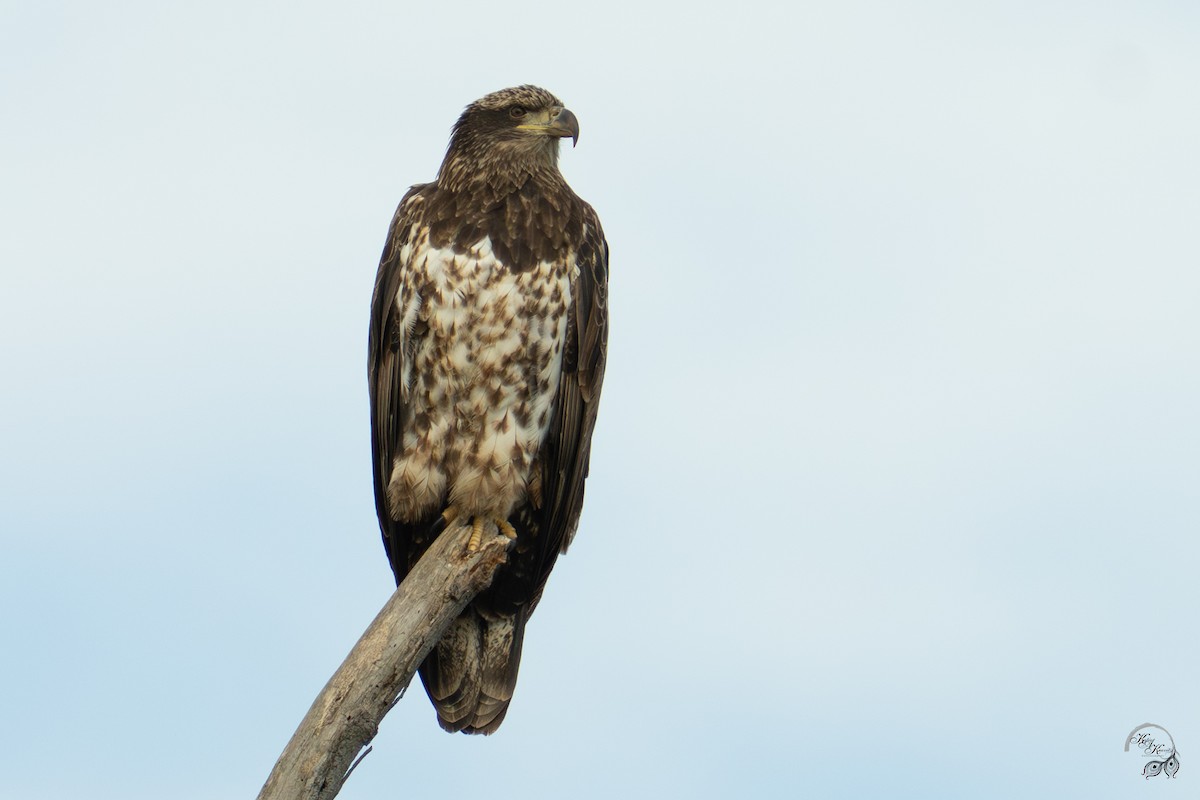 Itsas arrano buruzuria - ML646615087