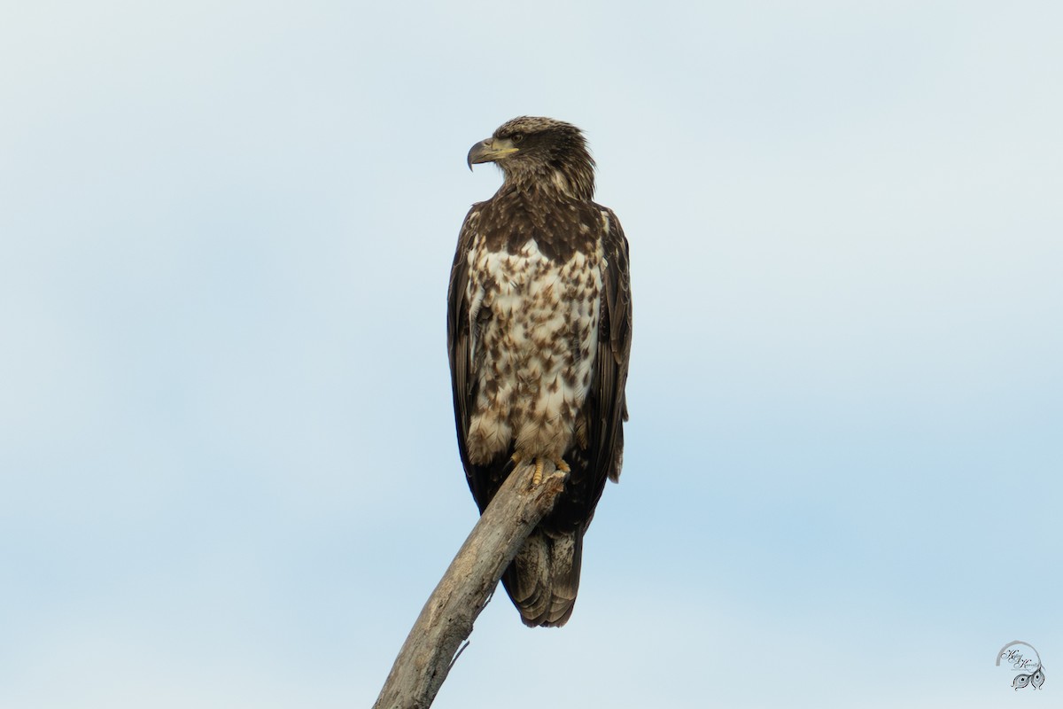 Itsas arrano buruzuria - ML646615088