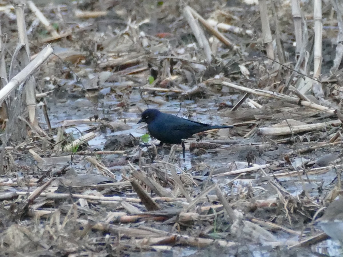 Brewer Karatavuğu - ML646615092