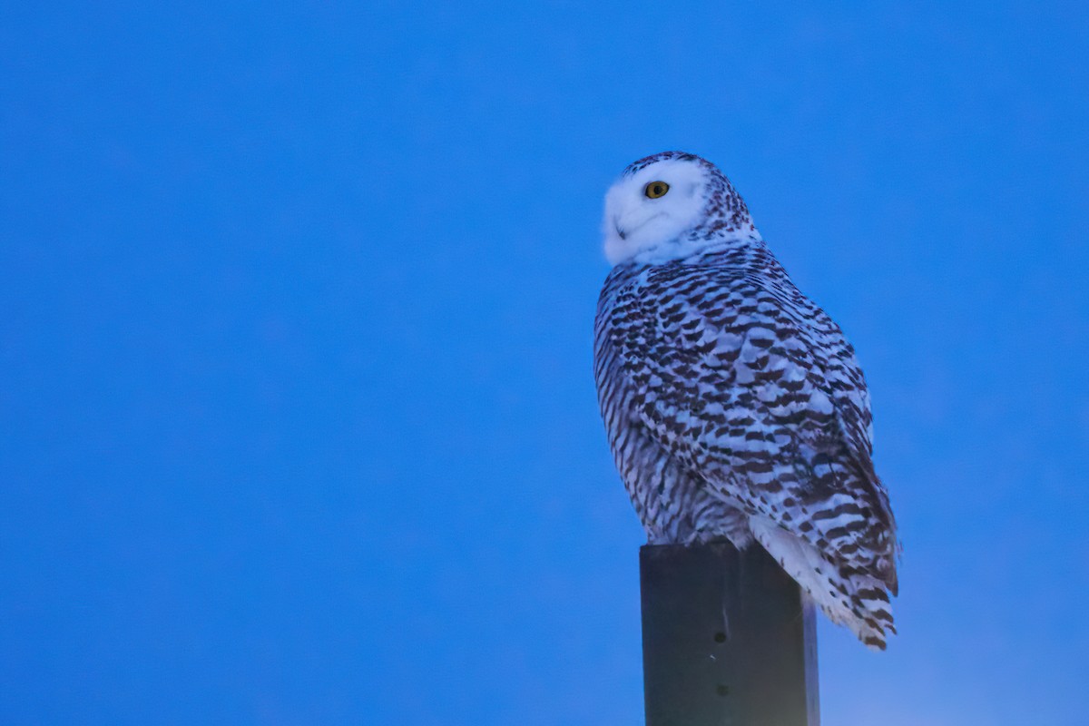 Harfang des neiges - ML646615093