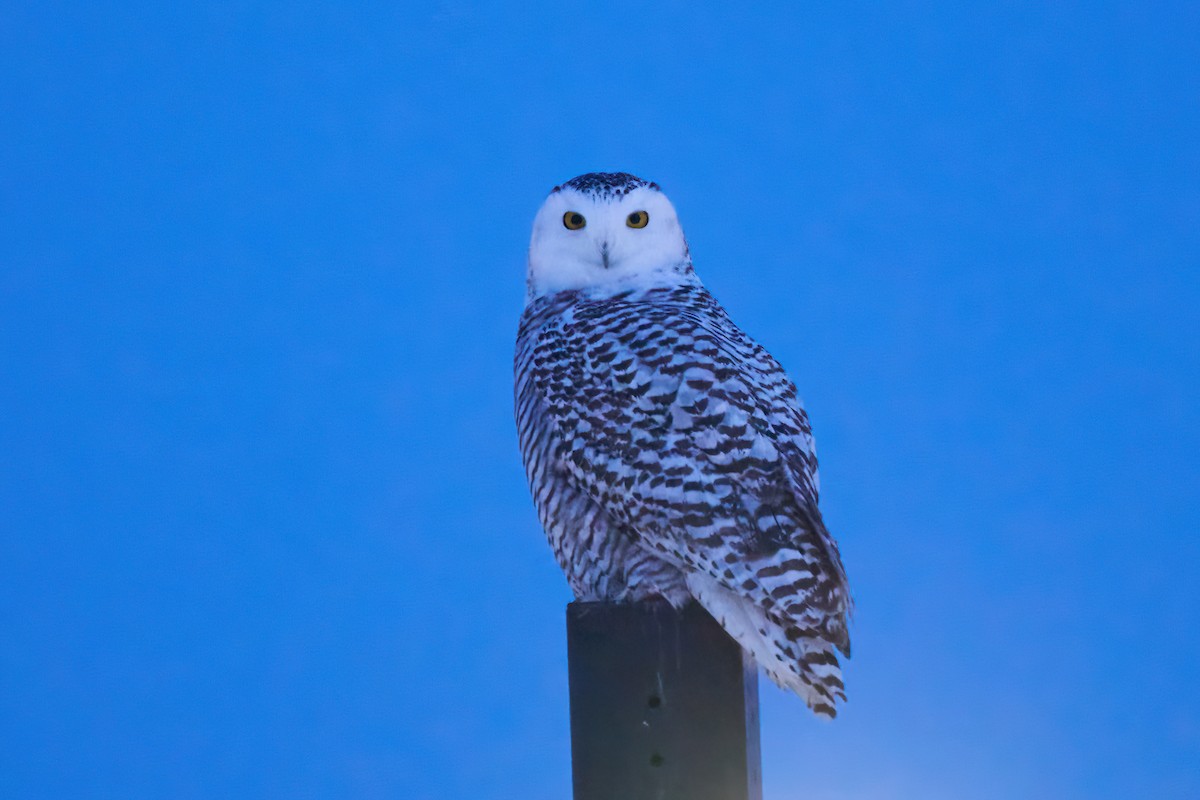 Harfang des neiges - ML646615094