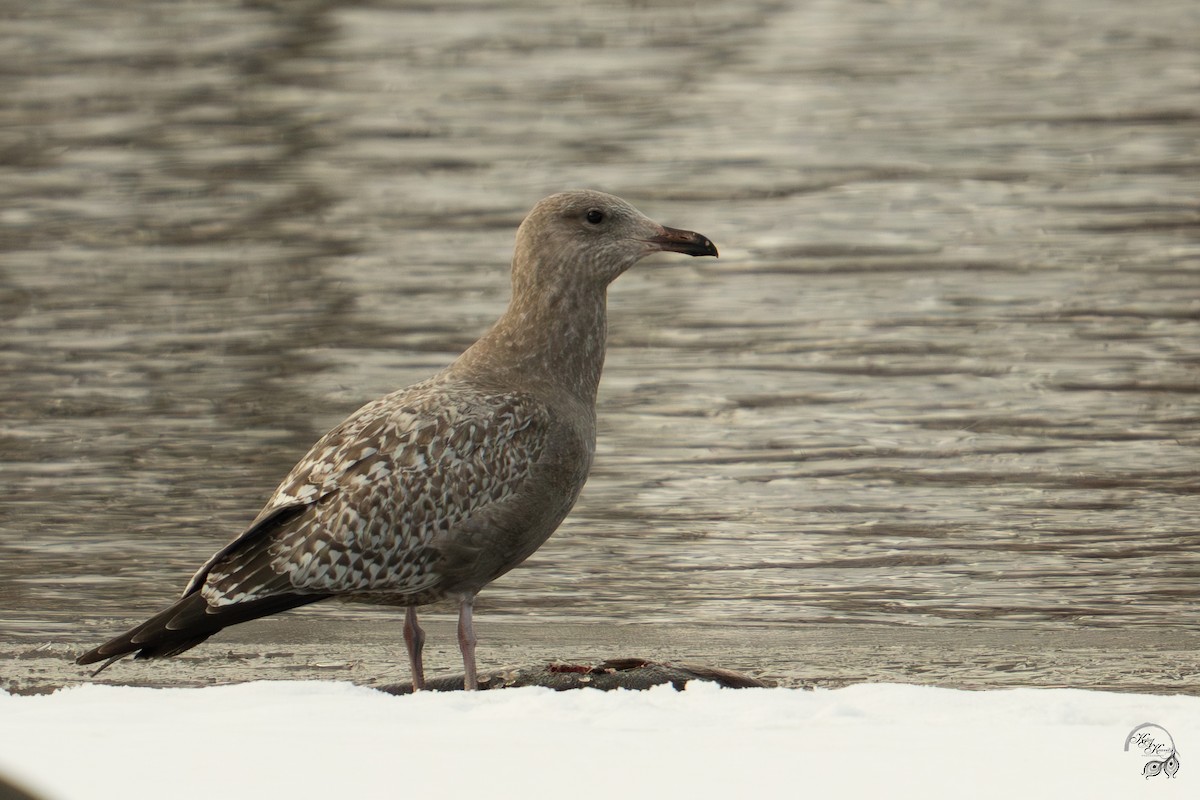 Kaio hauskara amerikarra - ML646615097