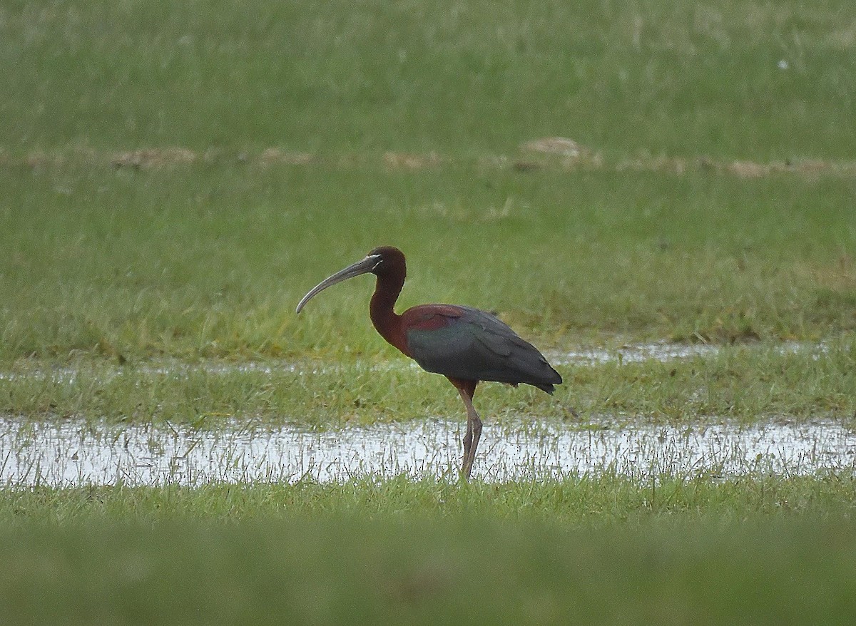 Glossy Ibis - ML646615098