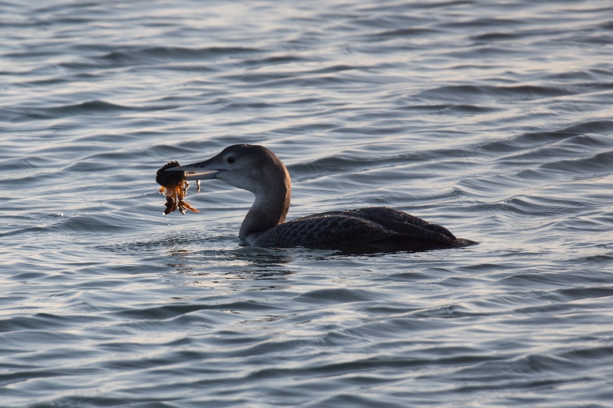Gelbschnabeltaucher - ML646615100