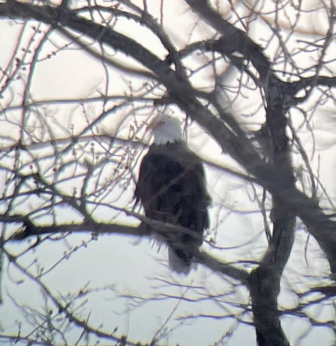 Bald Eagle - ML646615103