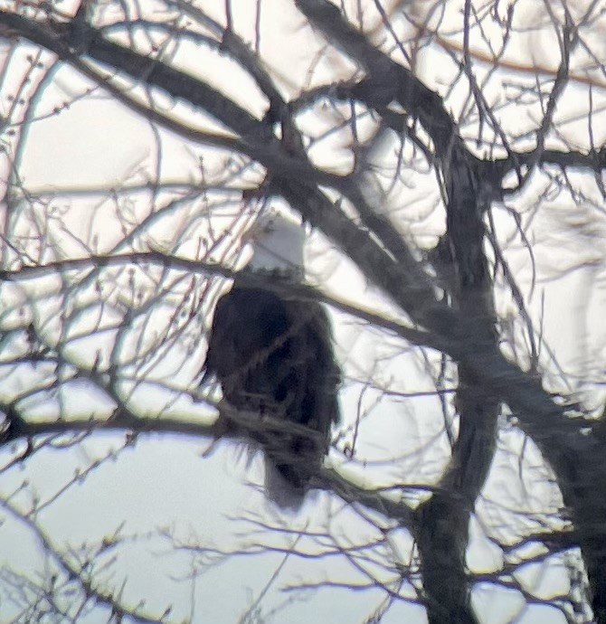 Bald Eagle - ML646615104