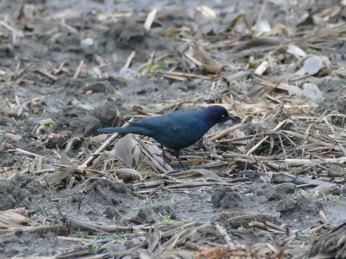 Brewer Karatavuğu - ML646615106