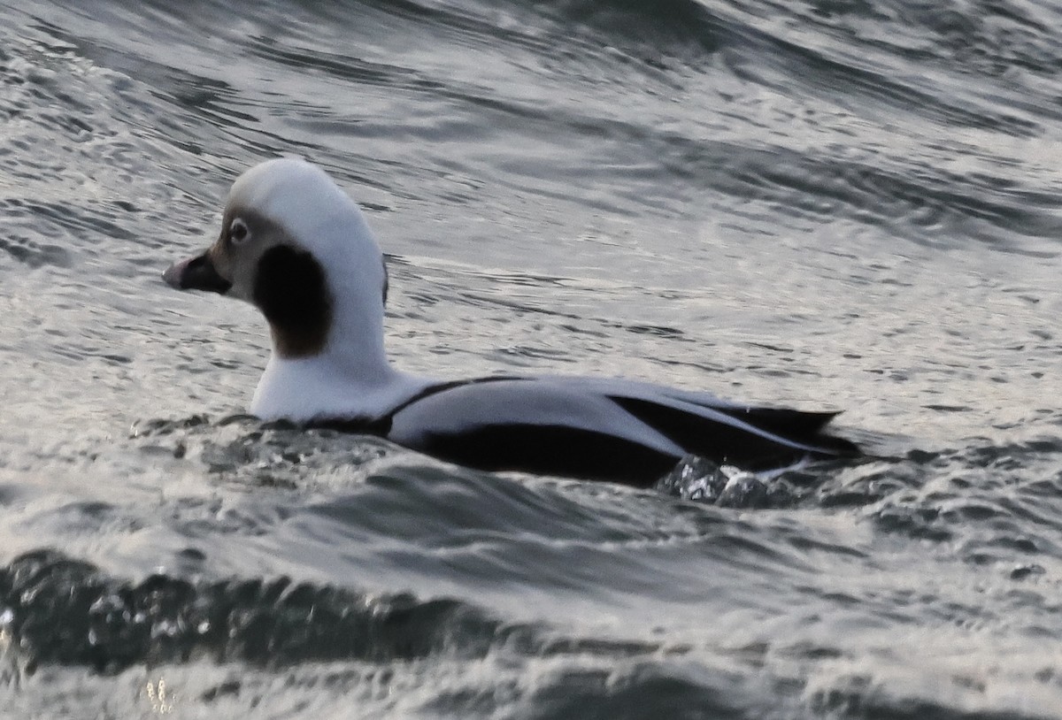 Long-tailed Duck - ML646615107