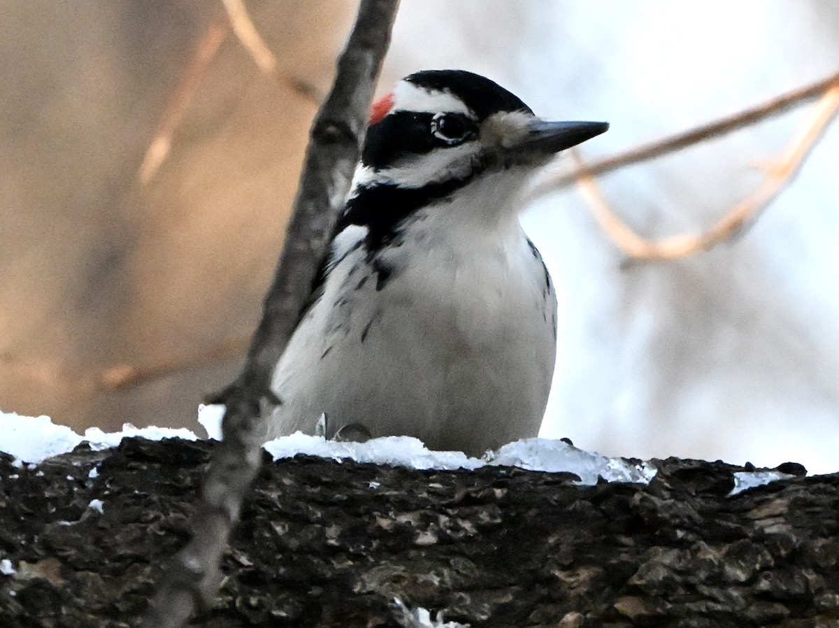 Hairy Woodpecker - ML646615108