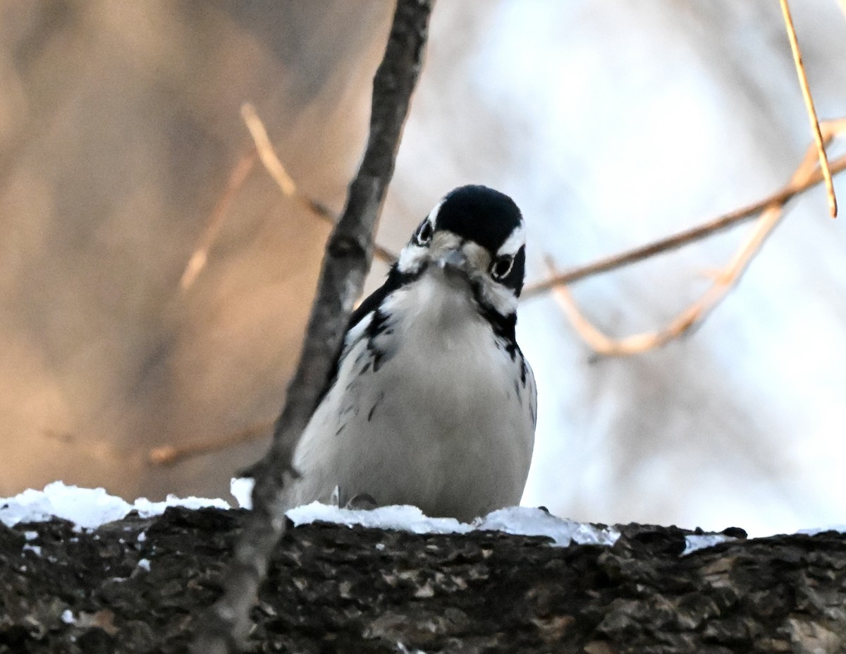 Hairy Woodpecker - ML646615109