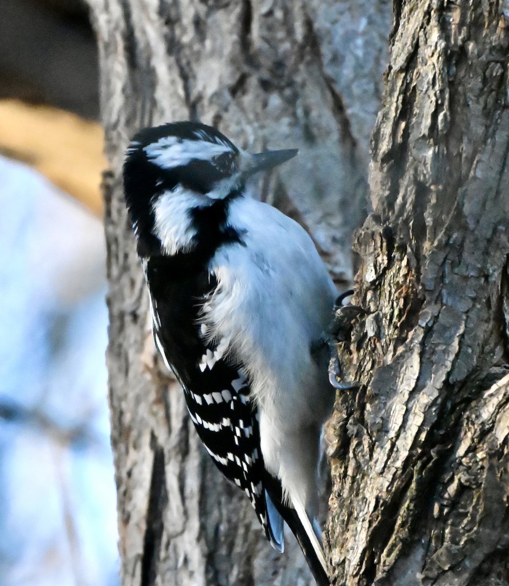 Hairy Woodpecker - ML646615110