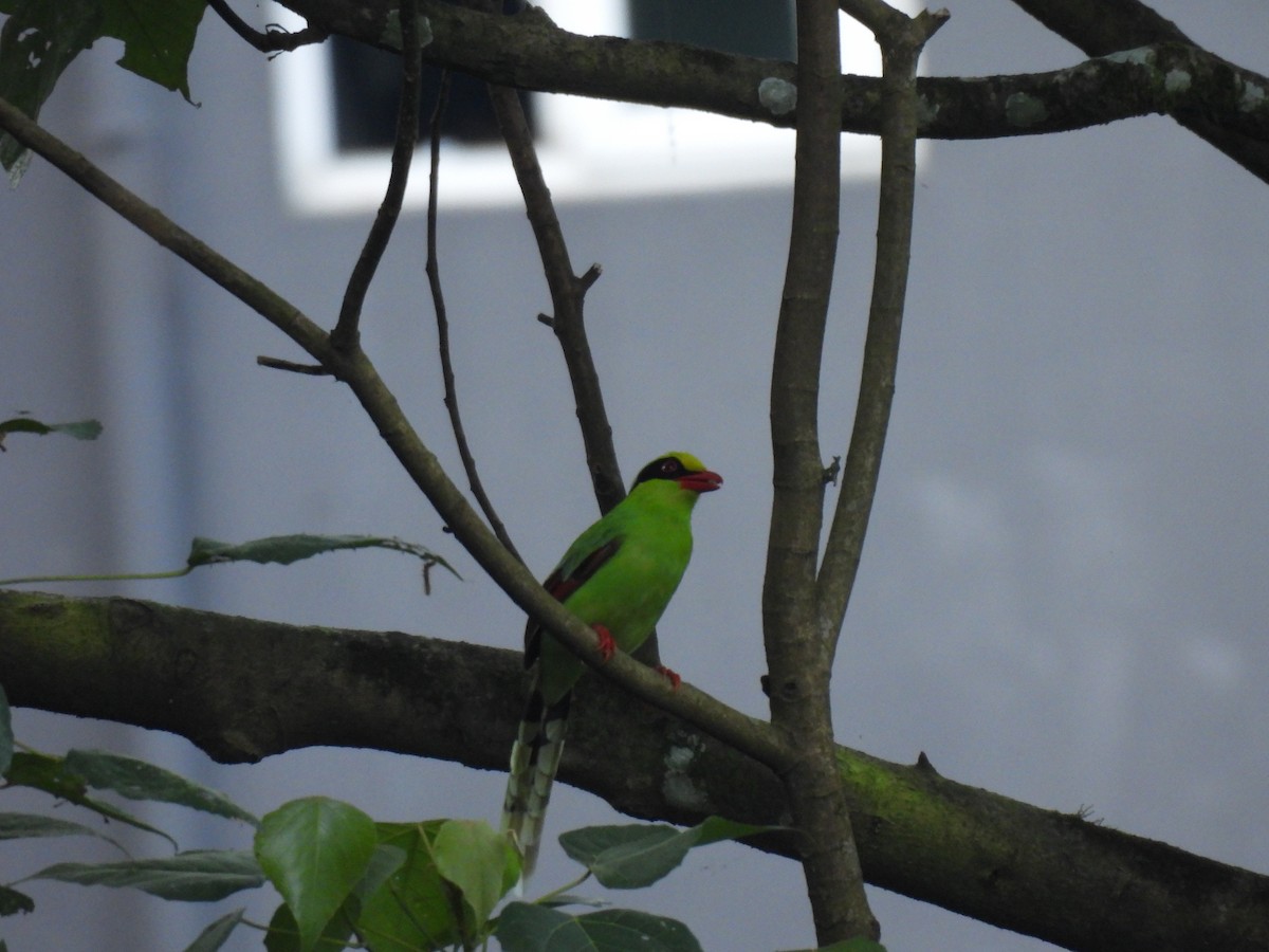 Common Green-Magpie - ML646615112