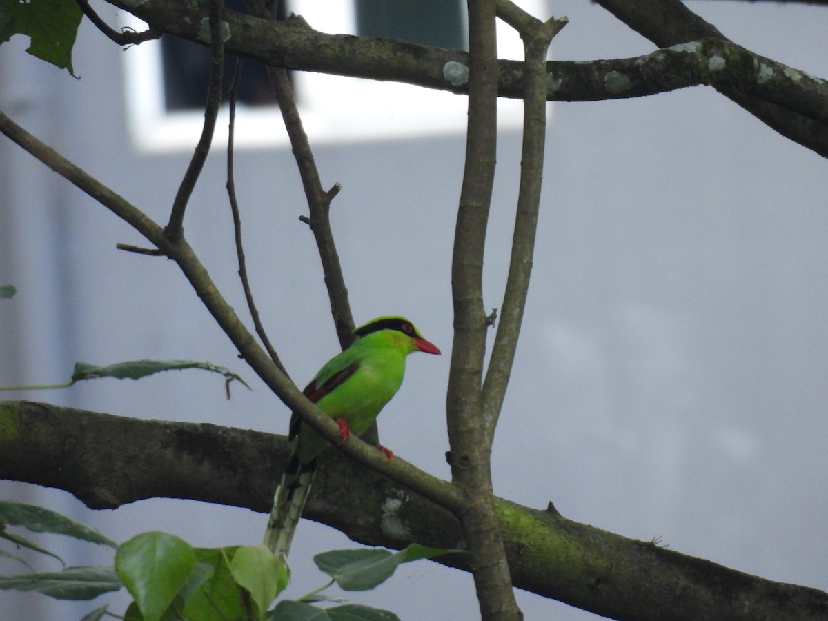 Common Green-Magpie - ML646615113