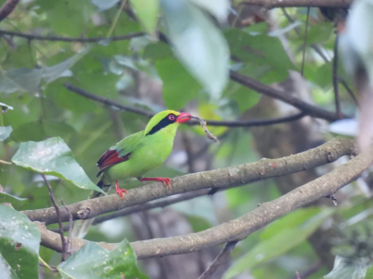 Common Green-Magpie - ML646615114