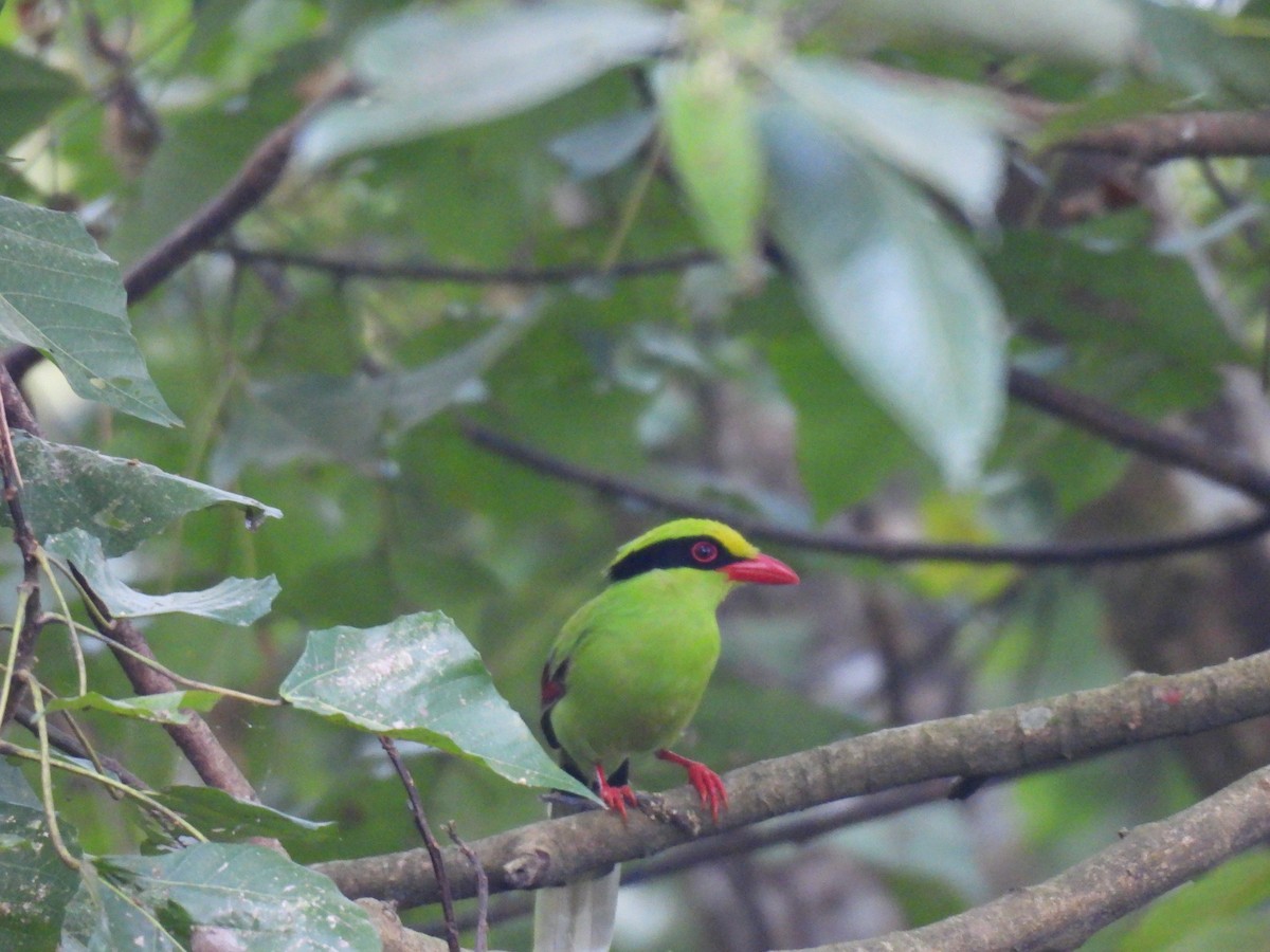 Common Green-Magpie - ML646615115