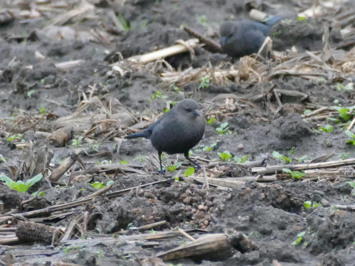 Brewer Karatavuğu - ML646615119